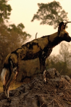 Machaba Camp Botswana Okavango Delta Little Machaba Camp Wild Dog Sightings September 2017 Machaba Camp Botswana Okavango Delta Little Machaba Camp Wild Dog Sightings September 2017