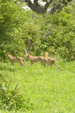 Machaba Zimbabwe Deteema Springs Sighting February 2020 Gallery Cubs Machaba Zimbabwe Deteema Springs Sighting February 2020 Gallery Cubs