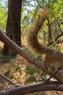 Machaba Botswana On Safari Nala Tree Squirrel Gallery Machaba Botswana On Safari Nala Tree Squirrel Gallery