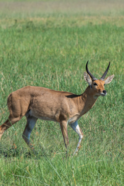 Machaba Safaris A Kiri Story Mike Myers Antelope