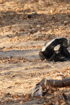 Botswana Chobe Ngoma Sightings Report September 2024 Honey Badger