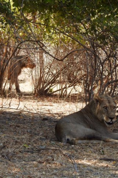 Machaba Zimbabwe Ingwe Pan Sightings July 2020 Pride Machaba Zimbabwe Ingwe Pan Sightings July 2020 Pride