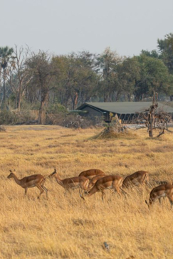 Machaba Safaris Okavango Delta Impala Dry Season