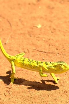 Machaba Zimbabwe Hwange Deteema August Sightings 2020 Reptile Machaba Zimbabwe Hwange Deteema August Sightings 2020 Reptile