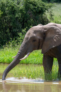 Botswana Okavango Delta Machaba Camp Sightings Feb 2021 Elephant Botswana Okavango Delta Machaba Camp Sightings Feb 2021 Elephant