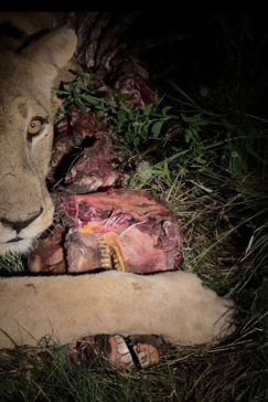 Botswana Machaba Camp Lioness Kill Botswana Machaba Camp Lioness Kill