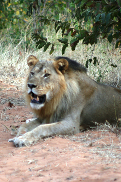 Ngoma Safari Lodge Wildlife Lion Male