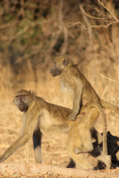 Machaba Safaris Zimbabwe Mana Pools National Park July 2023 Chacma Baboons Machaba Safaris Zimbabwe Mana Pools National Park July 2023 Chacma Baboons