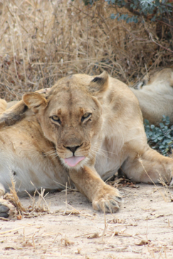 Machaba Safaris Zimbabwe Mana Pools National Park July 2023 Lionness Machaba Safaris Zimbabwe Mana Pools National Park July 2023 Lionness