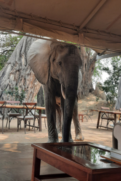 Machab Safaris Zimbabwe Ingwe Elephant