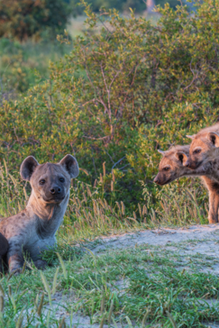 Machaba Safaris A Kiri Story Mike Myers Hyena Pack