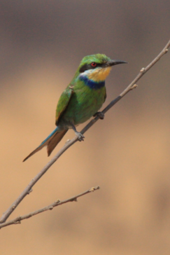 Machaba Zimbabwe Hwange Verneys Camp Sighting February 2020 Gallery Birdy