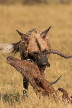 Machaba Camp Botswana Okavango Delta Little Machaba Camp Wilddog Sightings August 2018