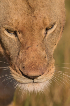 Machaba Botswana Okavango Delta Gomoti Plains Camp Lion Sightings Report August 2019 Machaba Botswana Okavango Delta Gomoti Plains Camp Lion Sightings Report August 2019