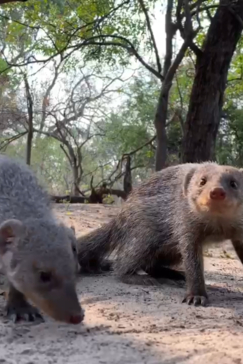 Machaba Botswana Machaba Camp Safari Nala Banded Mongoose Gallery