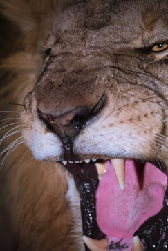 Machaba Camp Botswana Okavango Delta Little Machaba Camp Lion 2 Sightings October 2018