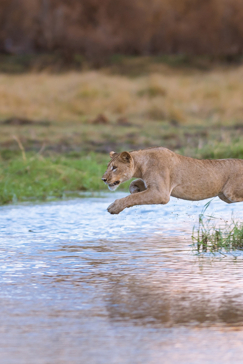 Machaba Camp Botswana Okavango Delta Little Machaba Camp River Lion Sightings December 2018