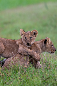 Botswana Gomoti Plains Lioncubs