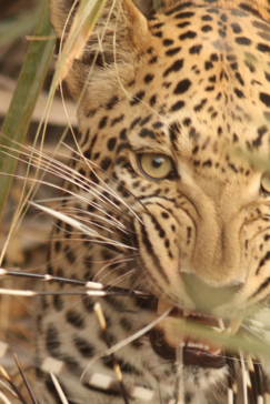 Machaba Botswana Okavango Delta Gomoti Plains Camp Leopard Sightings August 2018