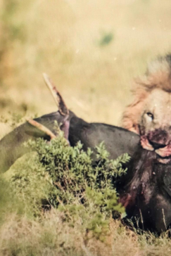 Machaba Camp Botswana Okavango Delta Little Machaba Camp Lion 1 Sightings November 2018 Machaba Camp Botswana Okavango Delta Little Machaba Camp Lion 1 Sightings November 2018