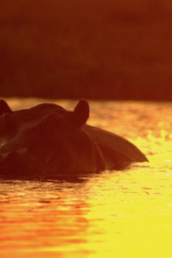 Machaba Botswana Okavango Delta Machaba Hippo Sightings May 2017 Machaba Botswana Okavango Delta Machaba Hippo Sightings May 2017
