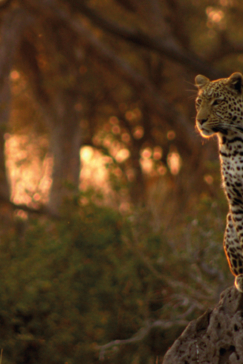 Machaba Camp Botswana Okavango Delta Little Machaba Camp Leopard Sightings September 2017 Machaba Camp Botswana Okavango Delta Little Machaba Camp Leopard Sightings September 2017