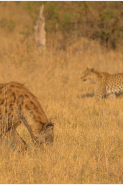 Machaba Camp Botswana Okavango Delta Little Machaba Camp Cheetah And Hyena Sightings October 2019