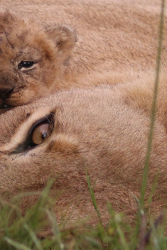 Machaba Botswana Okavango Delta Gomoti Plains Camp Lion Cub 1 Sightings February 2018 Machaba Botswana Okavango Delta Gomoti Plains Camp Lion Cub 1 Sightings February 2018