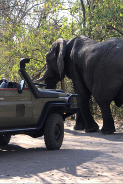 Machaba Botswana Okavango Delta August Sightings 2020 Vehicle Elephant