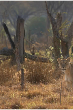 Machaba Camp Botswana Okavango Delta Little Machaba Camp Lion Sightings June 2018 Machaba Camp Botswana Okavango Delta Little Machaba Camp Lion Sightings June 2018