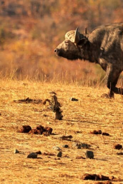 Machaba Zimbabwe Hwange Deteema August Sightings 2020 Buffalo Machaba Zimbabwe Hwange Deteema August Sightings 2020 Buffalo