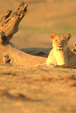 Zimbabwe Hwange National Park Deteema Lioness Zimbabwe Hwange National Park Deteema Lioness