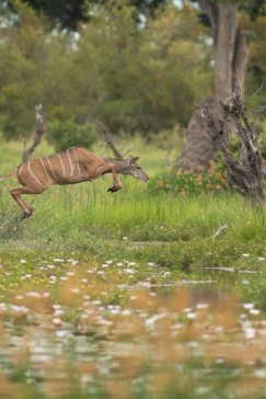 Machaba Camp Botswana Okavango Delta Little Machaba Camp Springbok Sightings February 2019