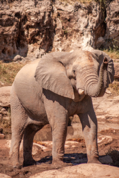 Zimbabwe Hwange Deteema Springs Sightings June 2021 Elephant Close Zimbabwe Hwange Deteema Springs Sightings June 2021 Elephant Close