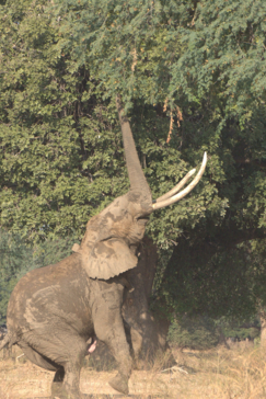 Zimbabwe Mana River Elephant 2 Zimbabwe Mana River Elephant 2