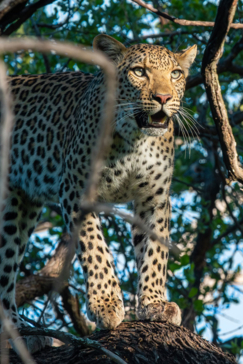 Machaba Safaris A Kiri Story Mike Myers Kiri Blue Eyes Leopard