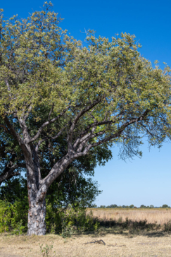 Mike Myers Monachira  June 2024 06