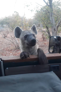 Machaba Botswana Chobe Ngoma Safari Lodge Hyena Sightings August 2019 Machaba Botswana Chobe Ngoma Safari Lodge Hyena Sightings August 2019
