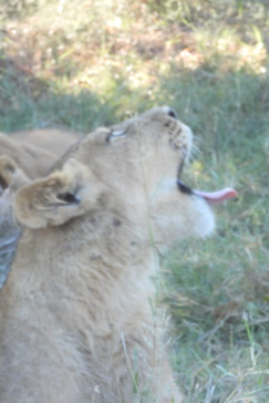 Machaba Kiri Camp Wildlife Sightings June 2026 Lioness