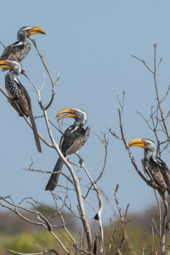 Machaba Botswana Zimbabwe Ultimate Safari Destination Bird Experience