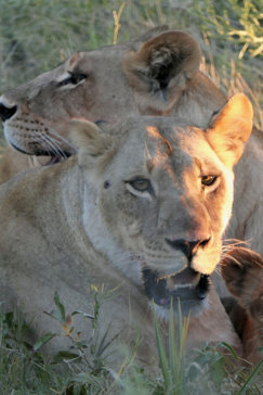 Machaba Botswana Okavango Delta Gomoti Plains Lion Pride Sightings May 2020 Machaba Botswana Okavango Delta Gomoti Plains Lion Pride Sightings May 2020