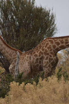 Machaba Safaris Botswana Okavango Delta Gomoti Plains August 2020 Giraffe