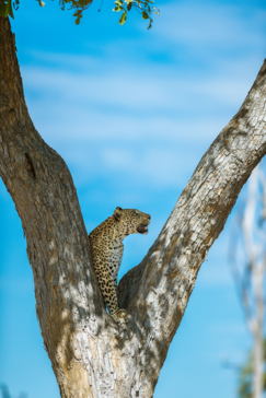Botswana Machaba Camp Leopard Tree Botswana Machaba Camp Leopard Tree