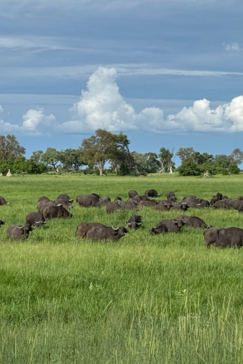 Botswana Okavango Delta Kiri Camp Wildlife Sightings February 2025 Buffalo