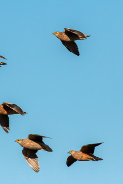 Machaba Blog Mike Myers Birding