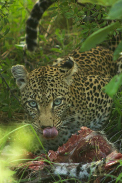 Machaba Botswana Okavango Delta Machaba Camp Leopard 4 Sightings January 2018 Machaba Botswana Okavango Delta Machaba Camp Leopard 4 Sightings January 2018