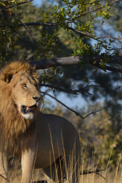 Machaba Camp   Botswana   Kiri Camp   Wildlife Stories   July 2022   Gallery   Lion 5