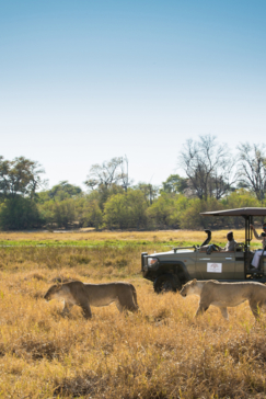 Machaba Safaris Botswana Okavango Delta Machaba Camp May Sightings Game Drive