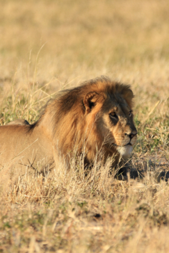 Lion Verneys Zimbabwe May Wildlife Sighting Report Lion Verneys Zimbabwe May Wildlife Sighting Report