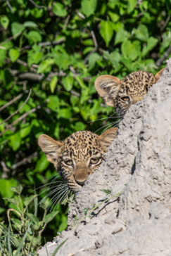 Machaba Safaris A Kiri Story Mike Myers Leopard Cubs Peek Over Termite Mound